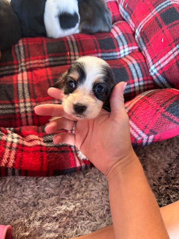 Cocker spaniel puppies - Image 2 of 5