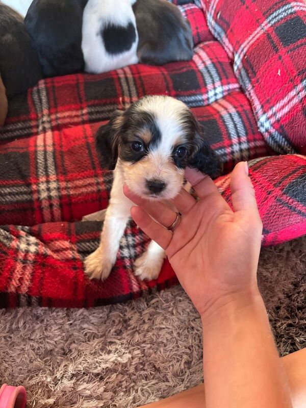 Cocker spaniel puppies - Image 3 of 5