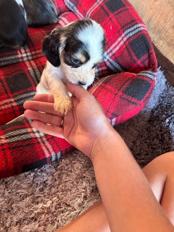 Cocker spaniel puppies - Image 5 of 5