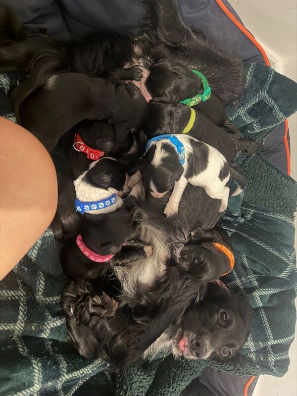 Cocker spaniel puppies