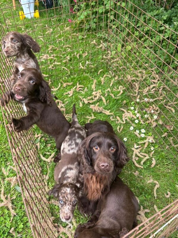 Cocker Spaniel Puppies For Sale