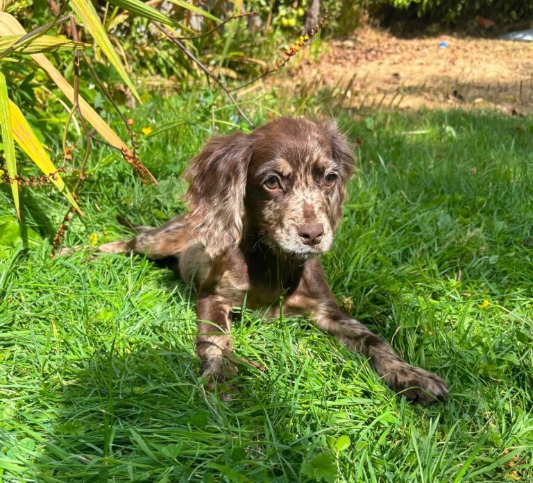 Cocker spaniel puppies - Image 2 of 5