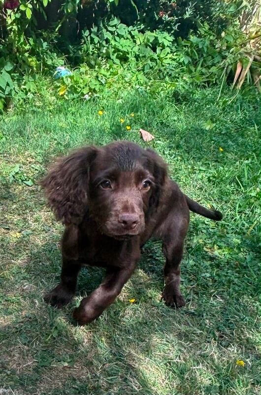 Cocker spaniel puppies - Image 4 of 5