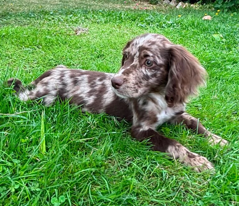 Cocker spaniel puppies - Image 5 of 5