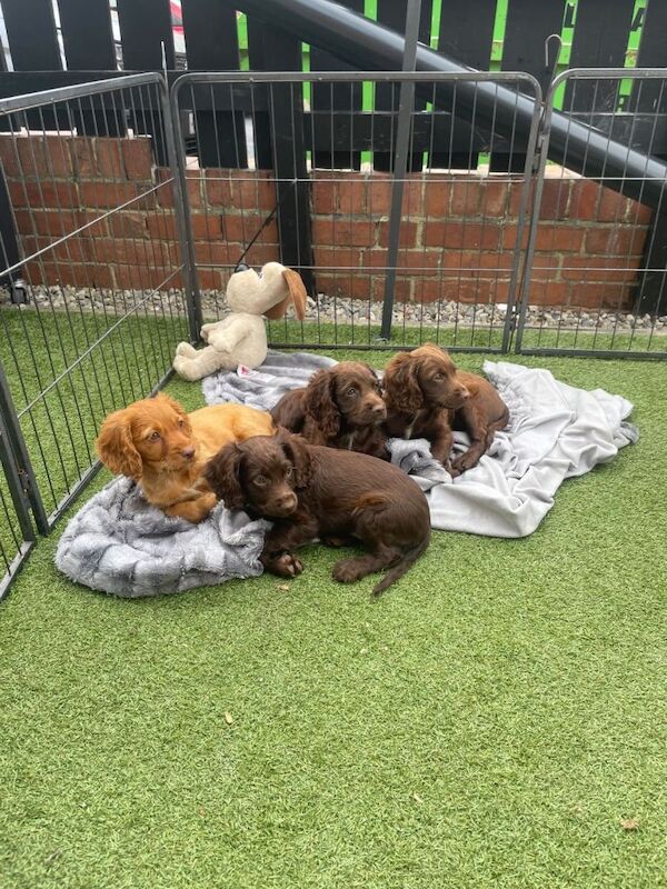 Cocker spaniel puppies