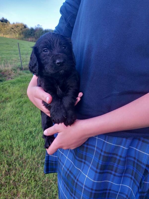Cocker Spaniel Puppies - Image 3 of 6