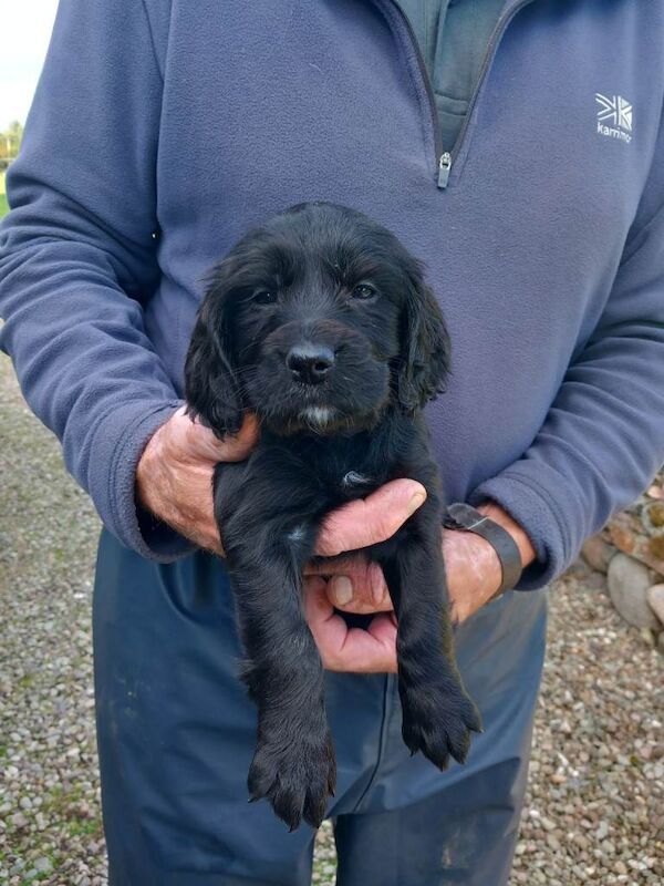 Cocker Spaniel Puppies - Image 5 of 6