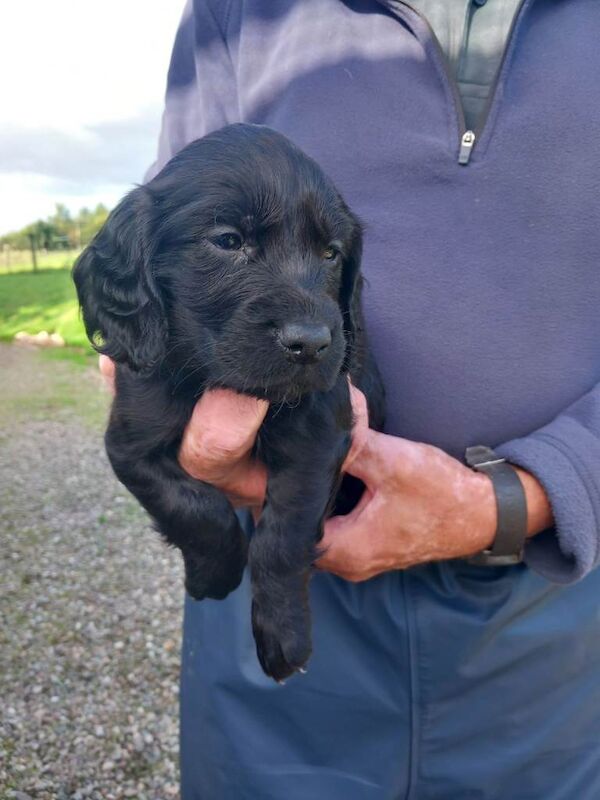 Cocker Spaniel Puppies - Image 6 of 6