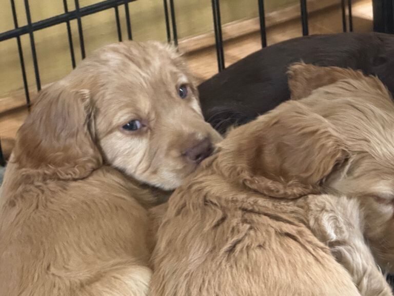 Cocker spaniel puppies