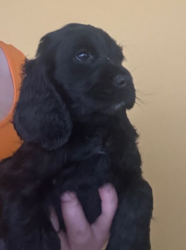 Cocker Spaniel Puppies