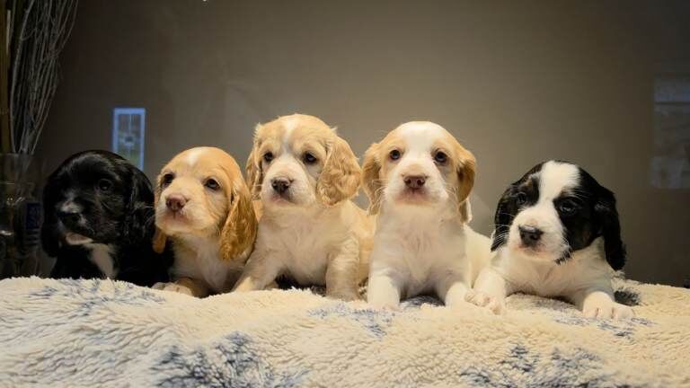 Cocker Spaniel Puppies For Sale