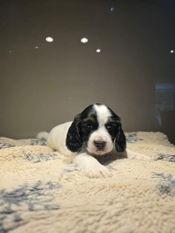 Cocker spaniel puppies - Image 2 of 4