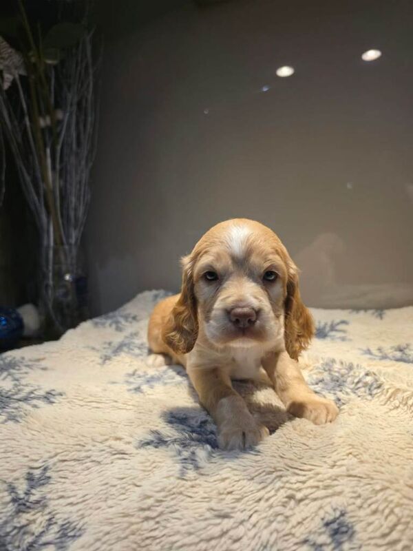 Cocker spaniel puppies - Image 3 of 4