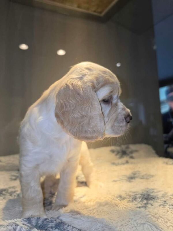 Cocker spaniel puppies - Image 4 of 4