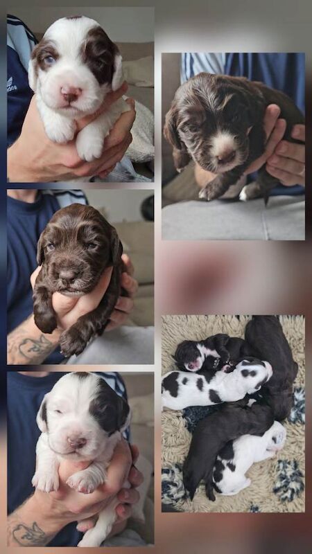Cocker spaniel puppies