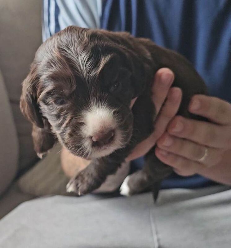 Cocker spaniel puppies - Image 3 of 4