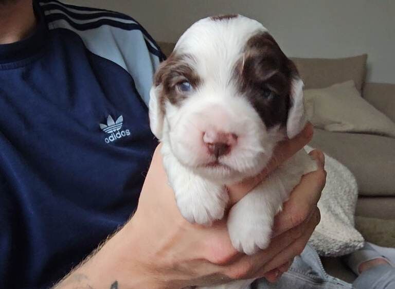 Cocker spaniel puppies - Image 4 of 4