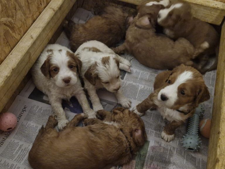 Cocker Spaniel puppies