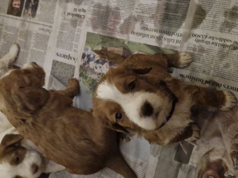 Cocker Spaniel puppies - Image 2 of 3