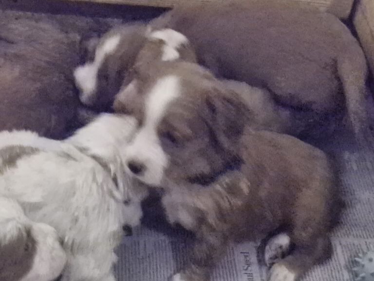 Cocker Spaniel puppies - Image 3 of 3