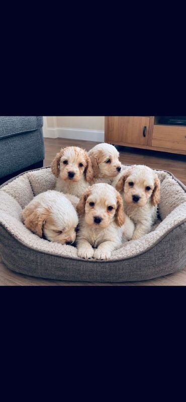 Cocker spaniel puppies
