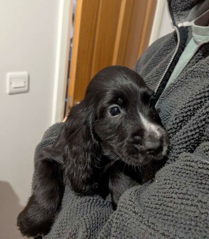 Cocker Spaniel Puppies