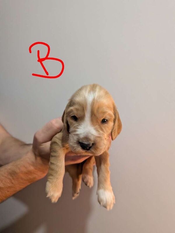 Cocker Spaniel Puppies - Image 2 of 6
