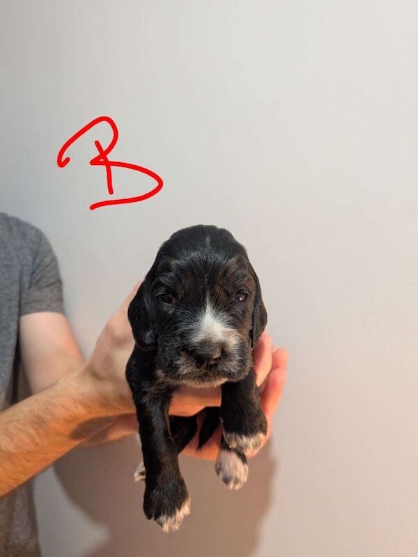 Cocker Spaniel Puppies - Image 3 of 6