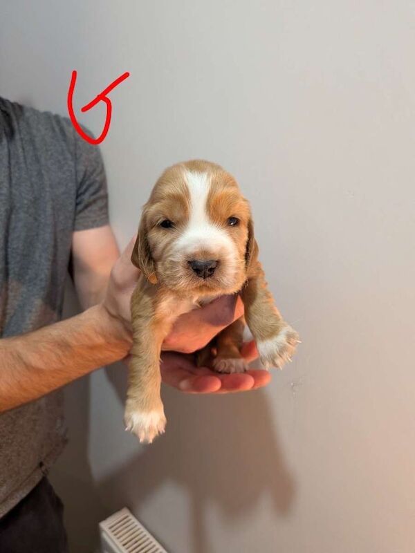 Cocker Spaniel Puppies - Image 4 of 6