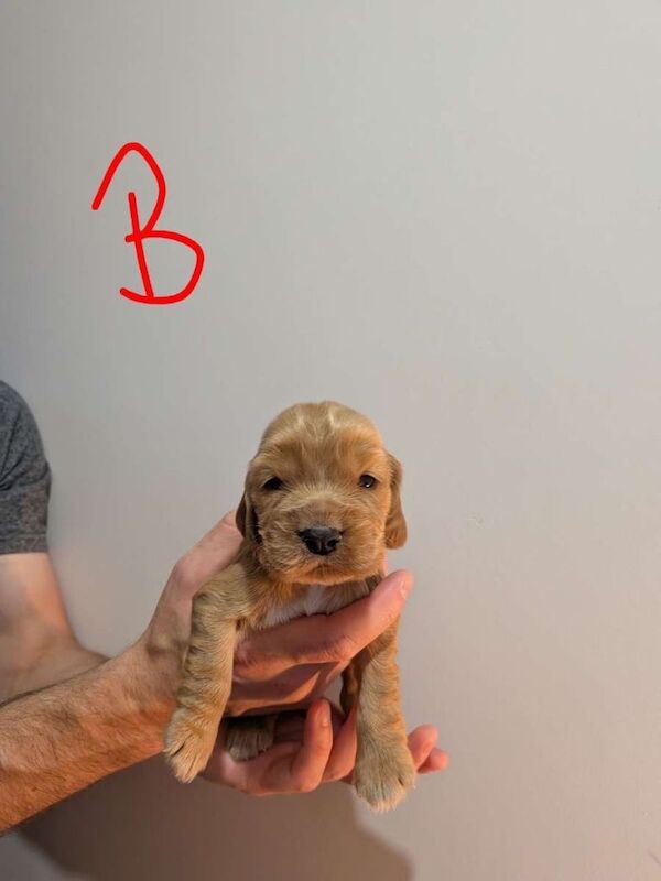Cocker Spaniel Puppies - Image 5 of 6