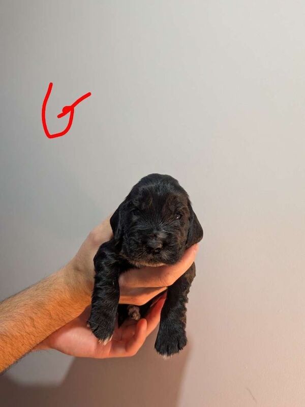Cocker Spaniel Puppies - Image 6 of 6