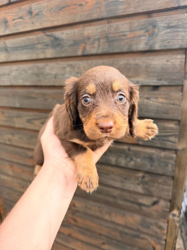 Cocker spaniel puppies