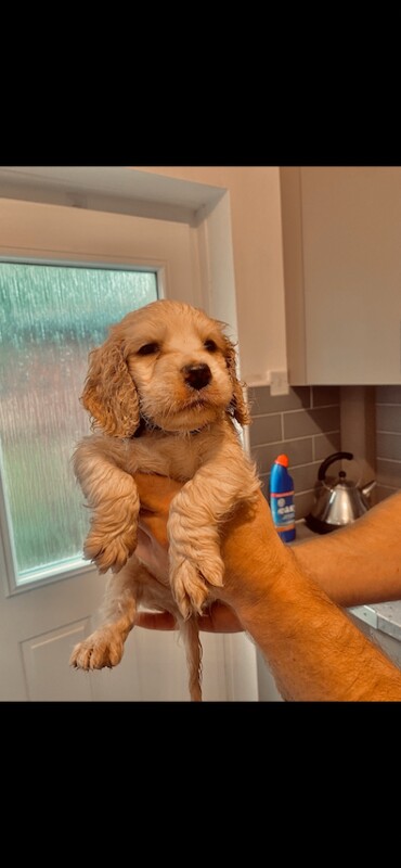 Cocker spaniel puppies - Image 4 of 5