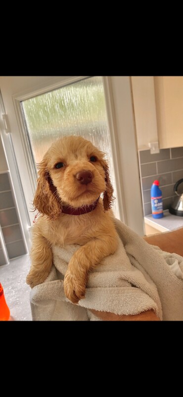 Cocker spaniel puppies - Image 5 of 5