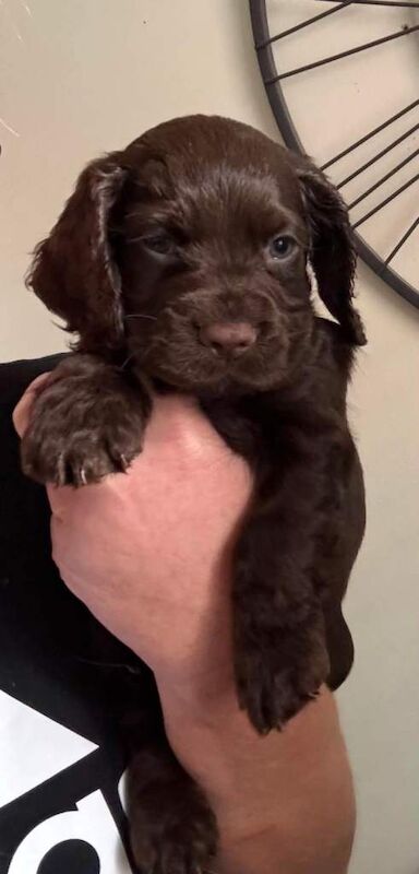 Cocker spaniel puppies