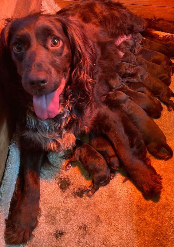Cocker Spaniel Puppies For Sale