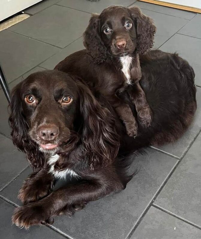 Cocker spaniel puppies - Image 2 of 5