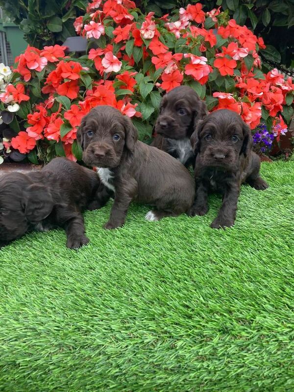 Cocker spaniel puppies - Image 5 of 5