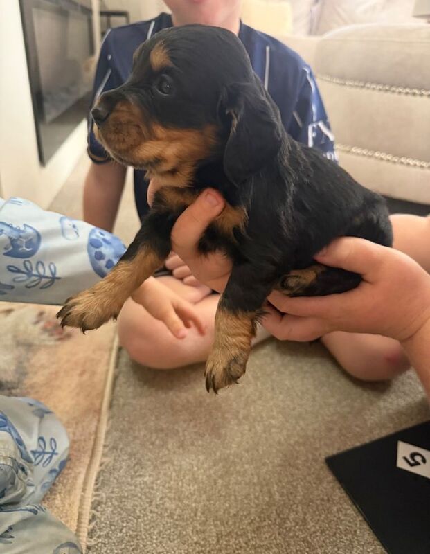 Cocker spaniel puppies