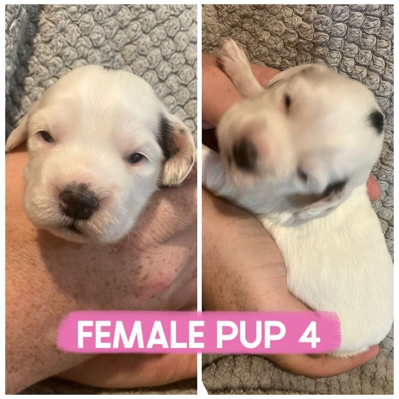 Cocker Spaniel puppies for sale in Darlington, Durham – 1 week old