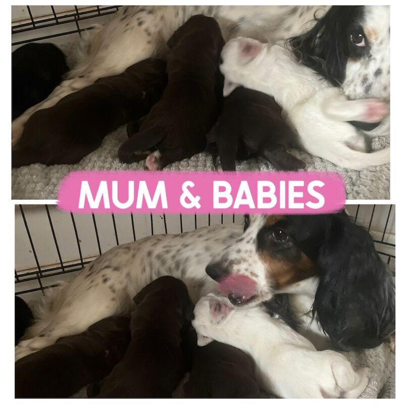 Cocker Spaniel puppies for sale in Darlington, Durham – 1 week old - Image 2 of 7