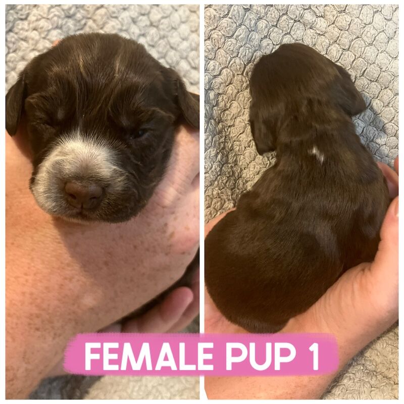 Cocker Spaniel puppies for sale in Darlington, Durham – 1 week old - Image 3 of 7