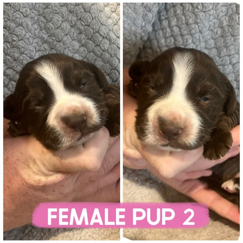 Cocker Spaniel puppies for sale in Darlington, Durham – 1 week old - Image 4 of 7