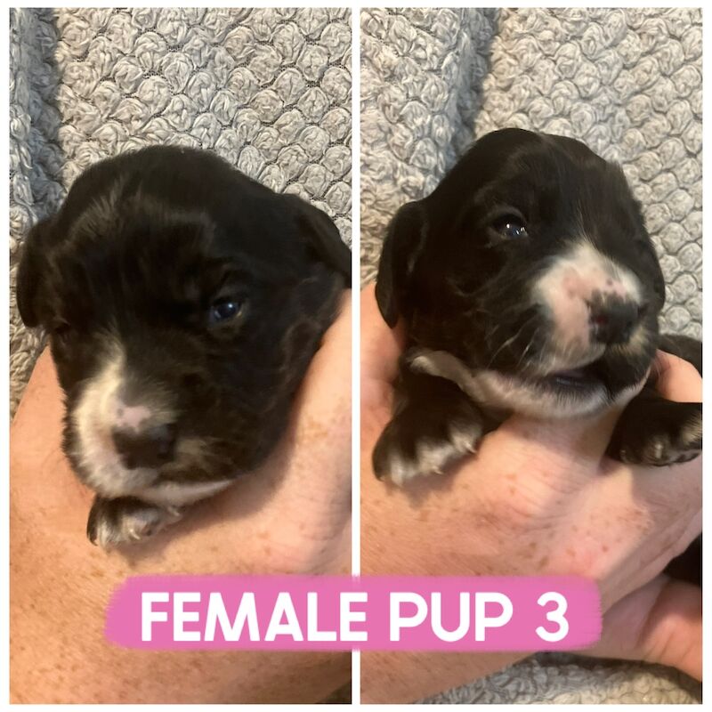Cocker Spaniel puppies for sale in Darlington, Durham – 1 week old - Image 5 of 7