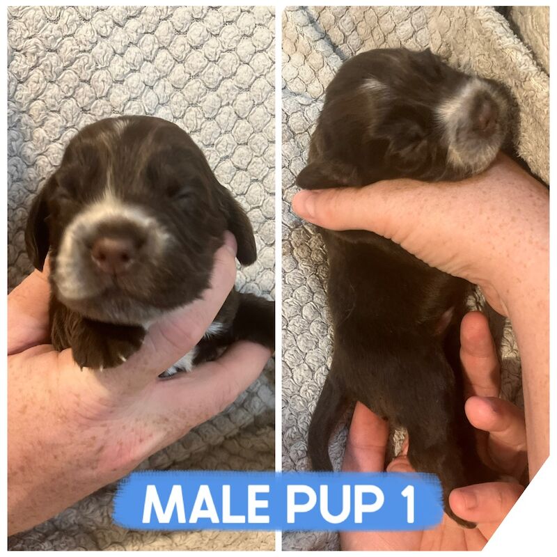 Cocker Spaniel puppies for sale in Darlington, Durham – 1 week old - Image 6 of 7