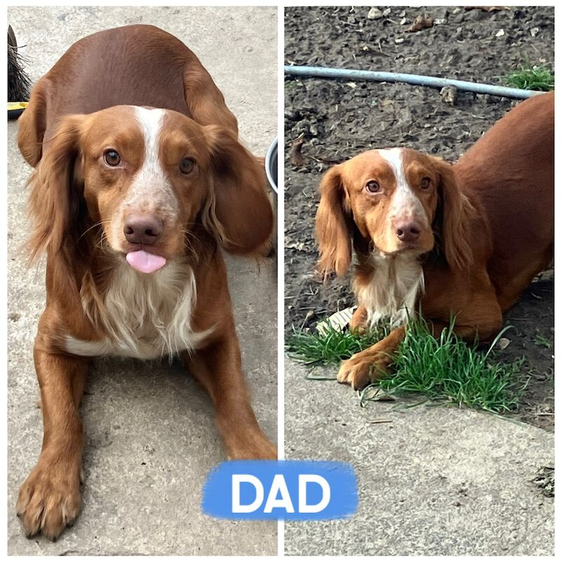Cocker Spaniel puppies for sale in Darlington, Durham – 1 week old - Image 7 of 7
