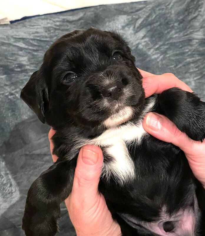 Cocker Spaniel puppies for sale in Sale, Greater Manchester – 5 weeks old - Image 2 of 13