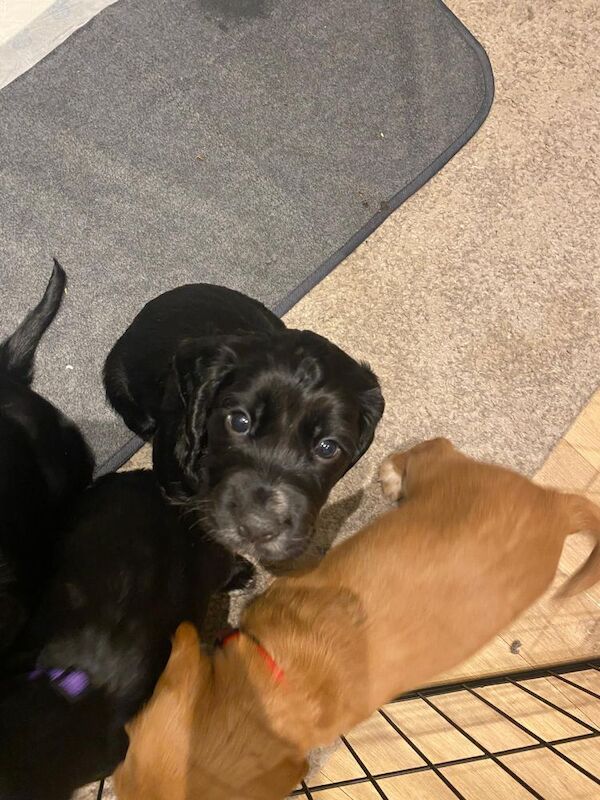 Cocker Spaniel puppies for sale in Sale, Greater Manchester – 5 weeks old - Image 3 of 13