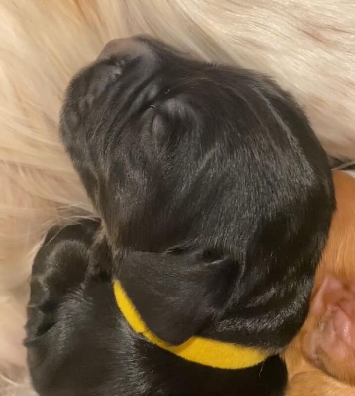 Cocker Spaniel puppies for sale in Sale, Greater Manchester – 5 weeks old - Image 4 of 13