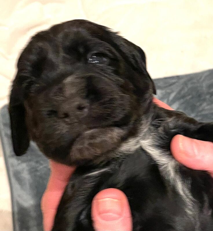 Cocker Spaniel puppies for sale in Sale, Greater Manchester – 5 weeks old - Image 5 of 13